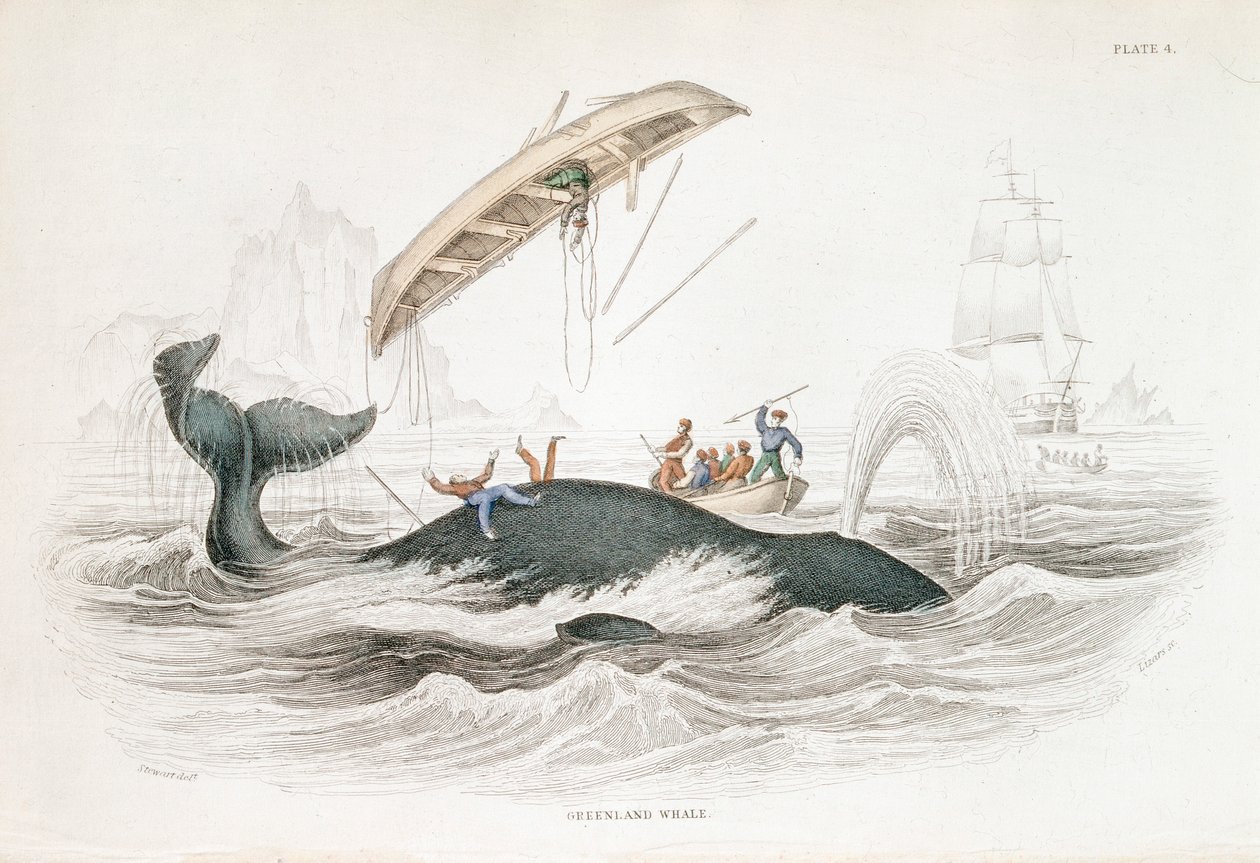 攻撃してきたボートを投げたグリーンランドクジラを銛で突く（1837年 作： ウィリアム・ジャーディン