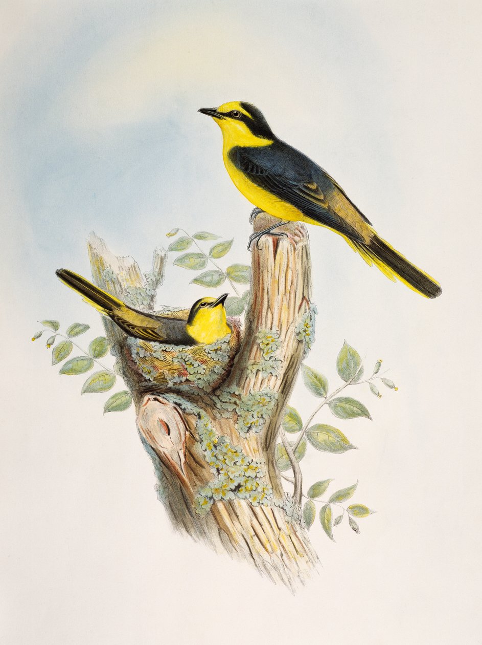 ブラウン・ランプド・ミニヴェット（Pericrocotus cantonensis）、リトグラフ、「Birds of Asia」より 作： ウィリアムマシューハート
