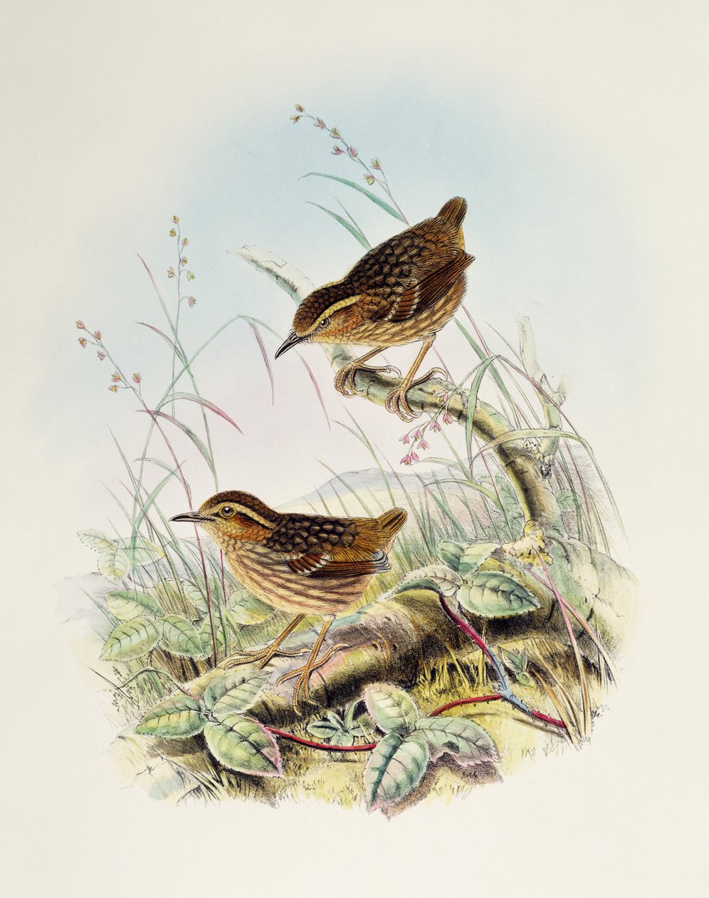 眉毛のあるミソサザイ（Napothera epilepidota）、リトグラフ、「Birds of Great Britain」より 作： ウィリアムマシューハート