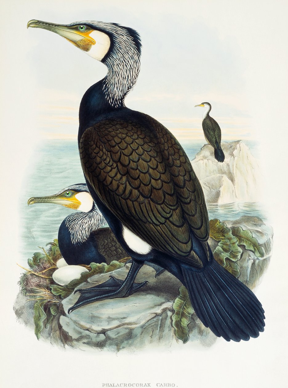グレートコーモラン（Phalacrocorax carbo）、リトグラフ、「Birds of Great Britain」より 作： ウィリアムマシューハート