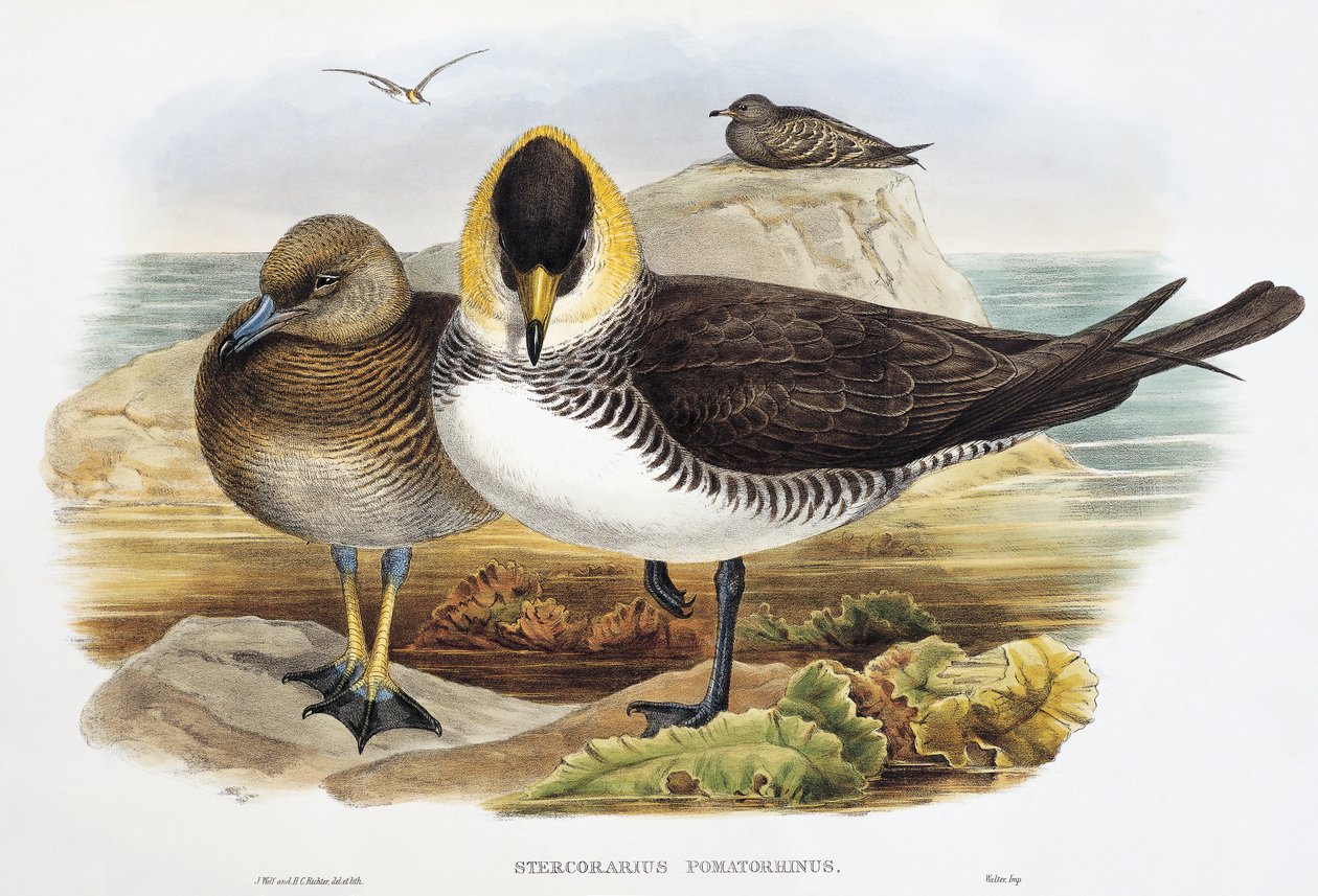 Pomarine Jaeger (Stercorarius pomarinus) リトグラフ 「Birds of Great Britain」より 作： ウィリアムマシューハート