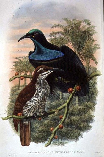 Ptiloris Magnificus, Rifle Bird of Paradise (カラーリトグラフ) 作： ウィリアムマシューハート