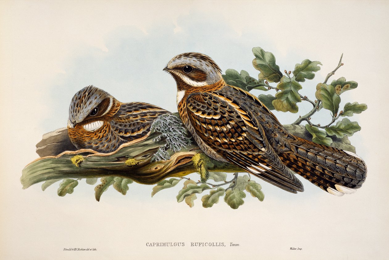 Red-necked Nightjar (Caprimulgus ruficollis), リトグラフ, Birds of Great Britainより 作： ウィリアムマシューハート