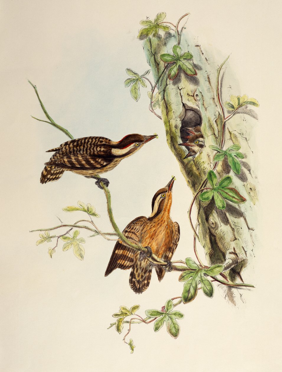 スンダ・ウッドペッカー（Dendrocopos moluccensis）、リトグラフ、「Birds of Asia」より 作： ウィリアムマシューハート