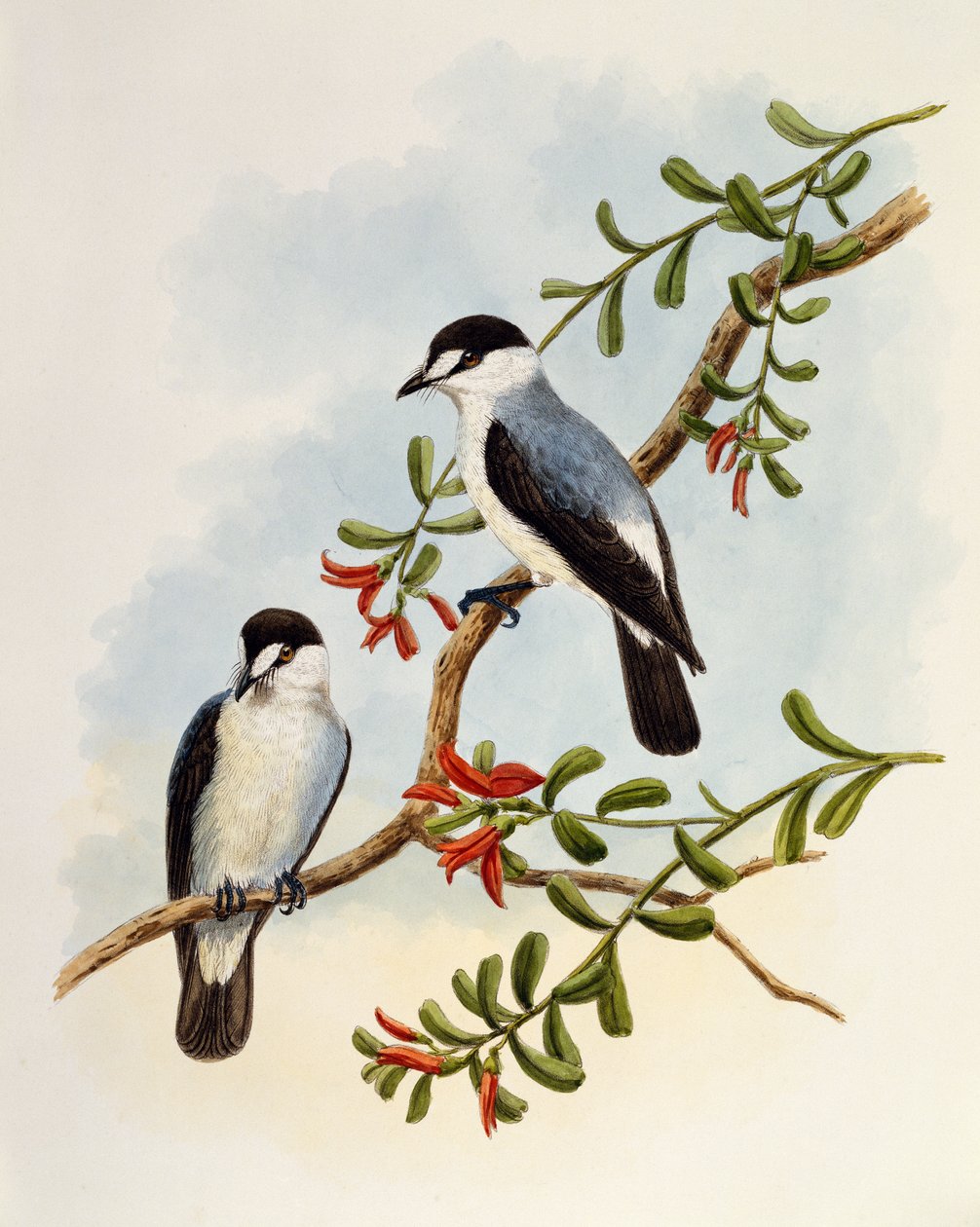 トレント・ロビン（Monachella muelleriana）、ウィリアム・マシュー・ハート（1830-1908）による彫刻、イギリス 作： ウィリアムマシューハート