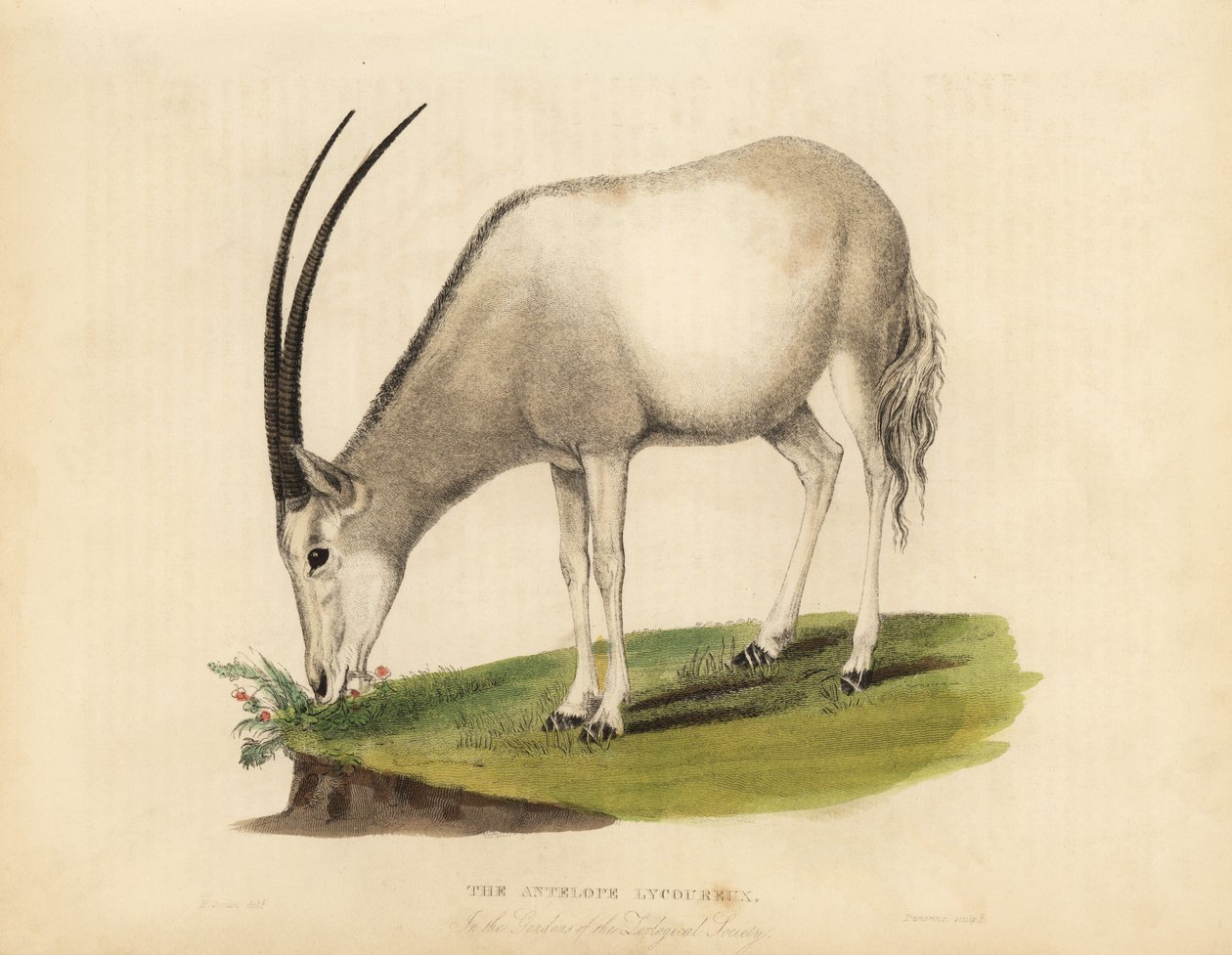 アラビアンオリックスまたはホワイトオリックス、Oryx leucoryx。脆弱である。 作： ウィリアム・スメリー