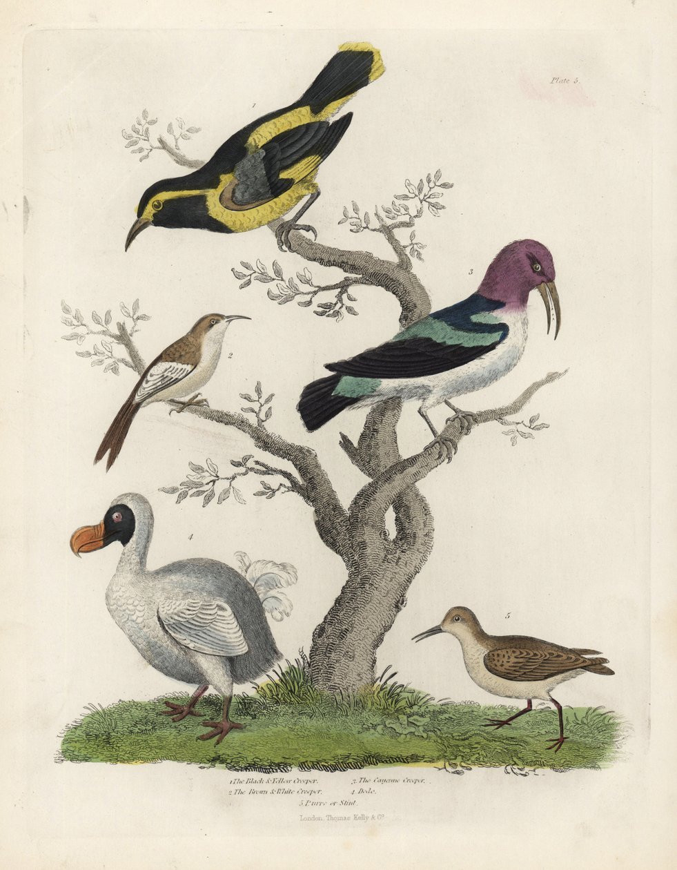 黒と黄色のキバシリ、茶色と白のキバシリ、カイエンキバシリ、Dacnis cayana、ドードー、Raphus cucullatus、パレまたはスティント、Calidris alpina。ウィリアム・スメリーの『Natural Histo』に掲載された作者不明の手彩色銅版画 作： ウィリアム・スメリー