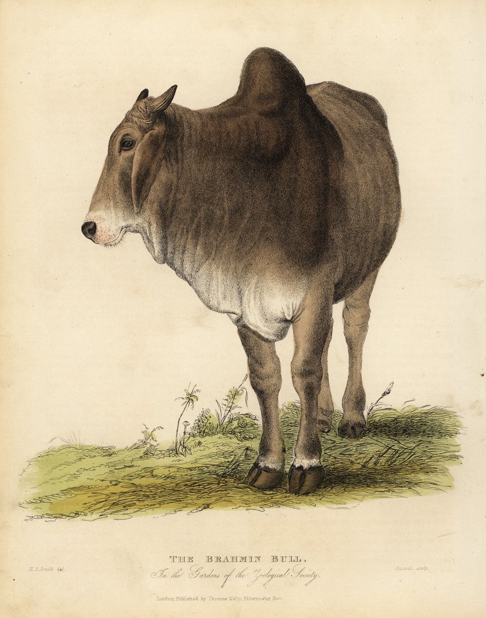 ブラフマ種のゼブ牛（Bos taurus indicus）。 作： ウィリアム・スメリー