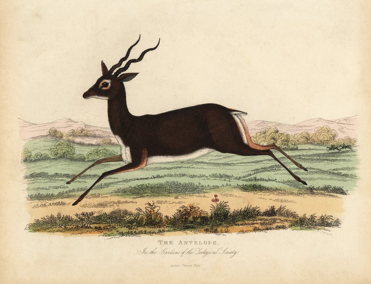 インドのアンテロープまたはブラックバック（Antilope cervicapra）。 作： ウィリアム・スメリー