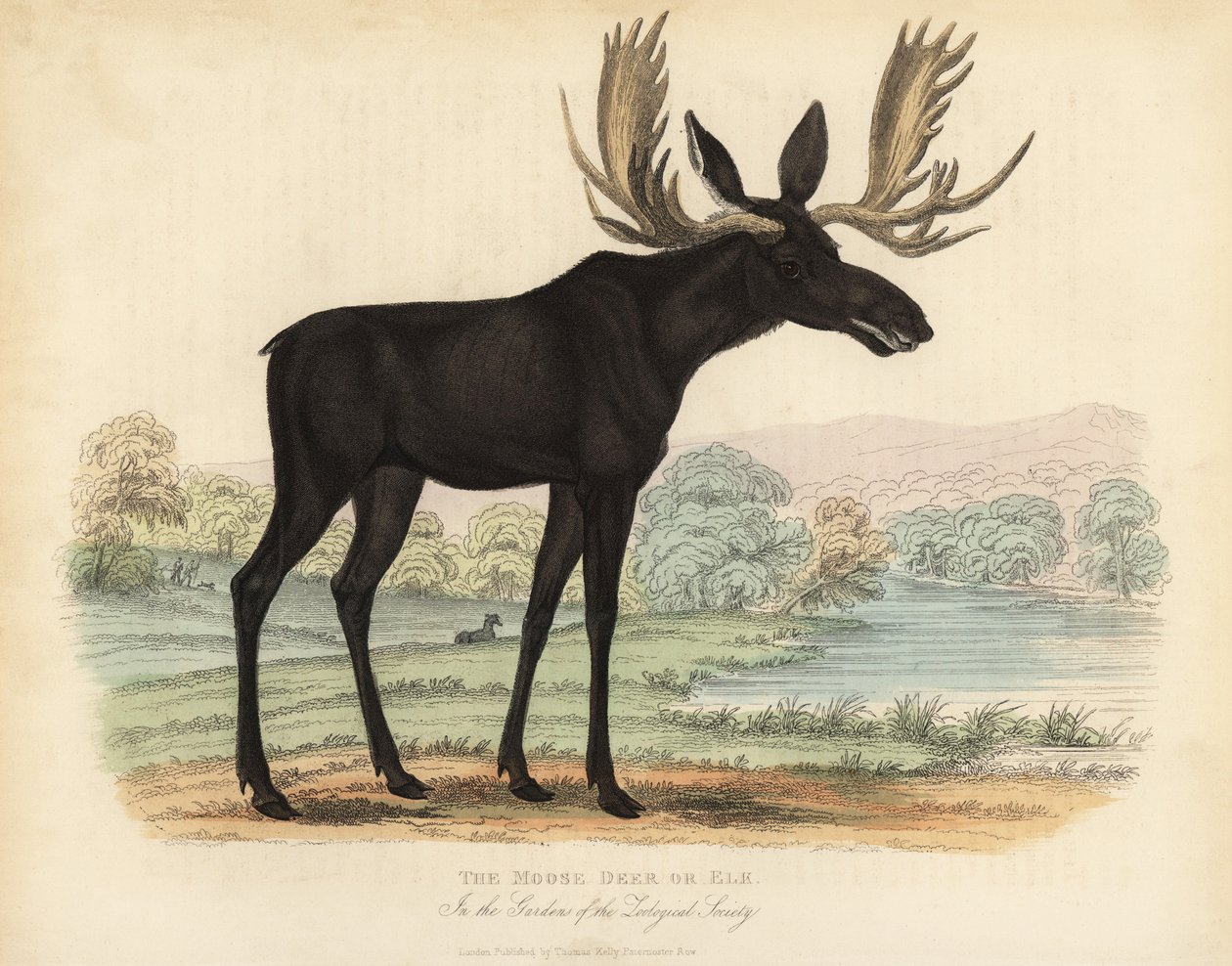 ヘラジカやヘラジカ、Alces alces。 作： ウィリアム・スメリー