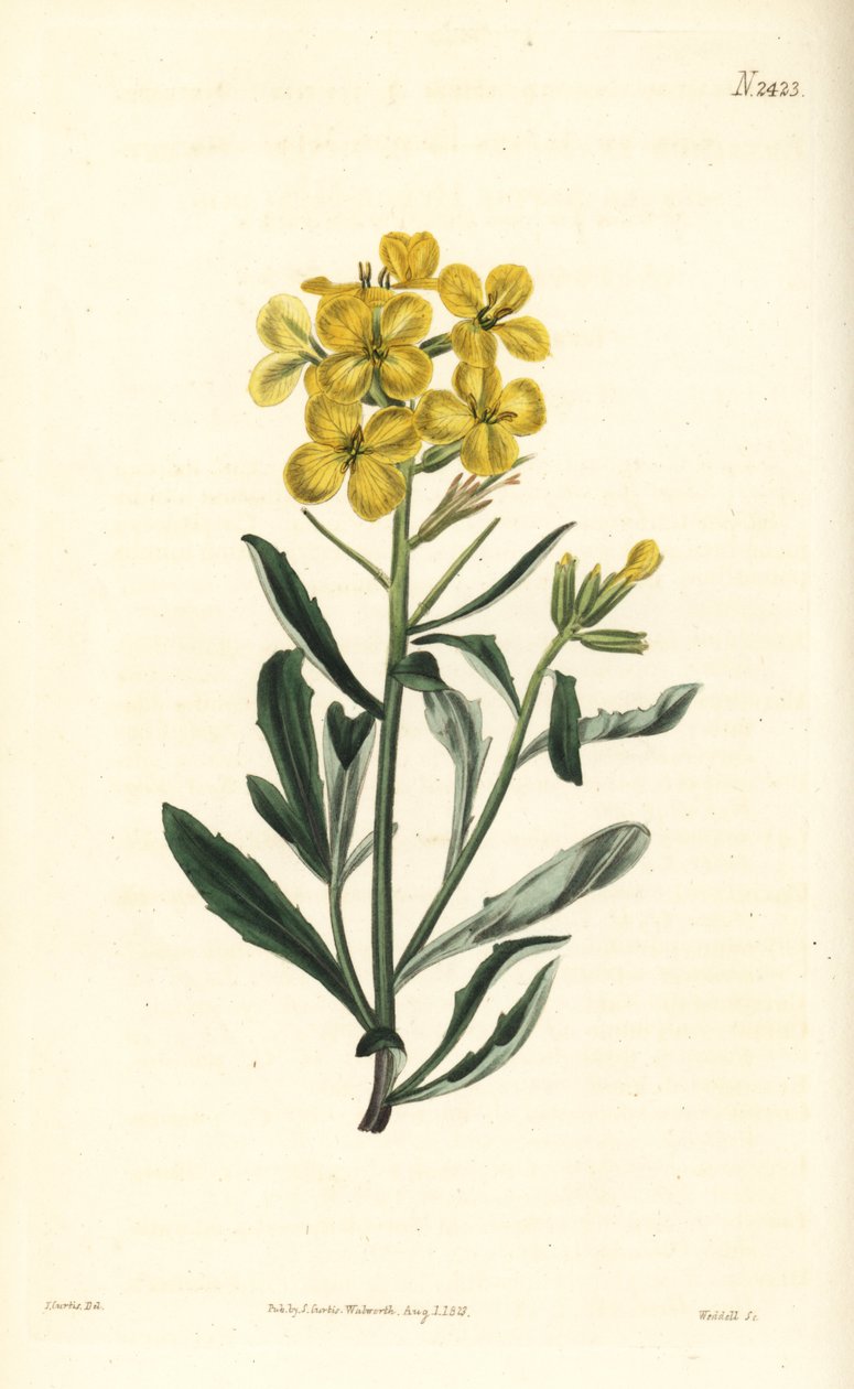 Smelly Wallflower, Erysimum odoratum (甘い香りのする高山のヘッジマスタード、Erysium lanceolatum minus).William Curtis