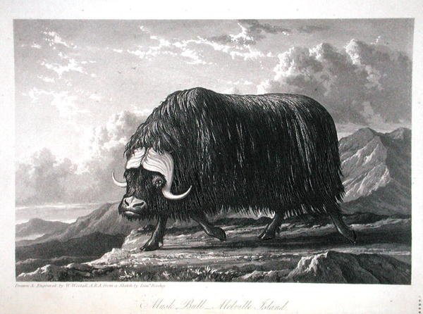 ウィリアム・エドワード・パリー著「Journal of a Voyage for the Discovery of a North West Passage from the Atlantic to the Pacific performed in the Years 1819-20」（1821年発行）より、メルヴィル島のマスク・ブル。 作： ウィリアム・ウェストール