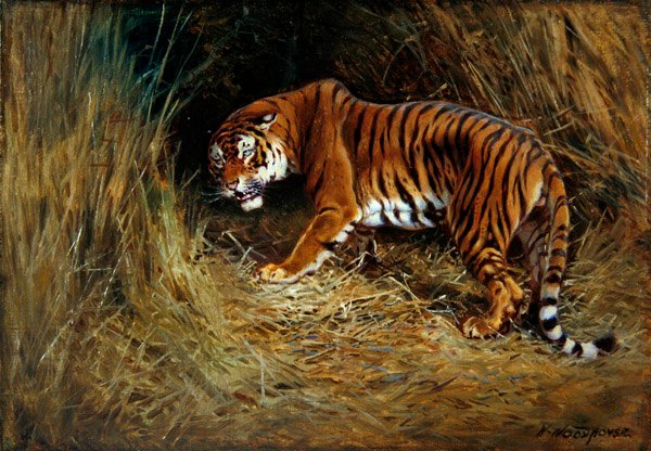 A Prowling Tiger（油彩・キャンバス・ボード） 作： ウィリアム・ウッドハウス
