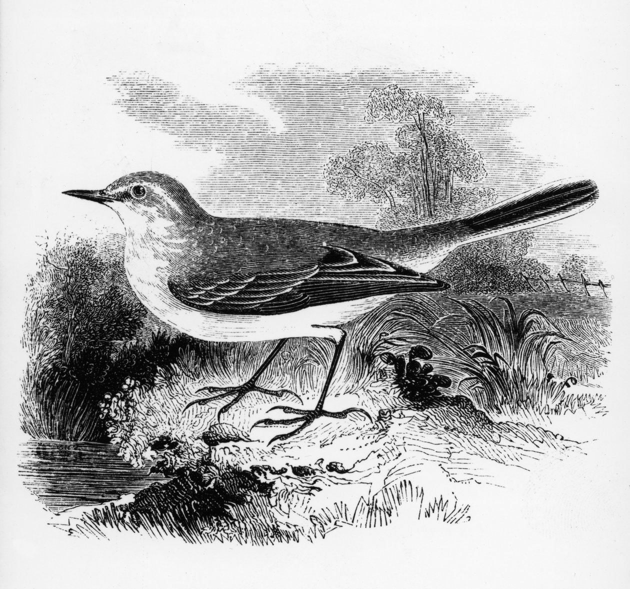 レイのセキレイ、ウィリアムヤレルによる「イギリスの鳥の歴史」のイラスト、1843年に初公開 作： ウィリアム・ヤレル