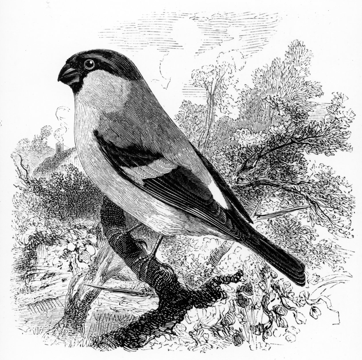 ブールフィンチ、ウィリアムヤレルの「英国の鳥の歴史」のイラスト、1843年に初公開 作： ウィリアム・ヤレル