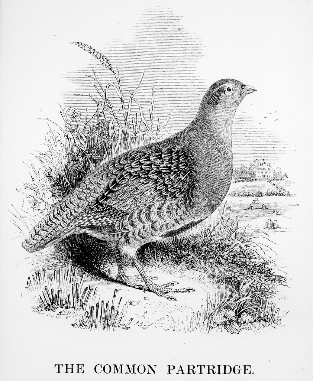 コモンパートリッジ、ウィリアムヤレルによる「英国の鳥の歴史」のイラスト、1843年に初公開 作： ウィリアム・ヤレル