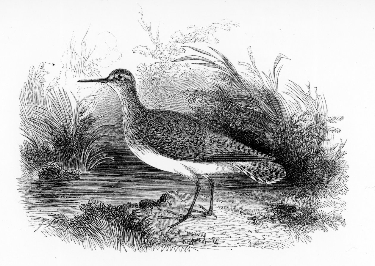 コモンサンドパイパー、ウィリアムヤレルによる「イギリスの鳥の歴史」のイラスト、1843年に初公開 作： ウィリアム・ヤレル