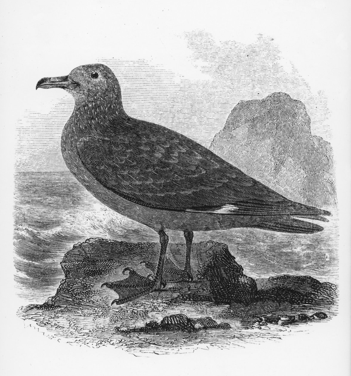 コモンスクア、ウィリアムヤレルの「英国の鳥の歴史」のイラスト、1843年に初公開 作： ウィリアム・ヤレル