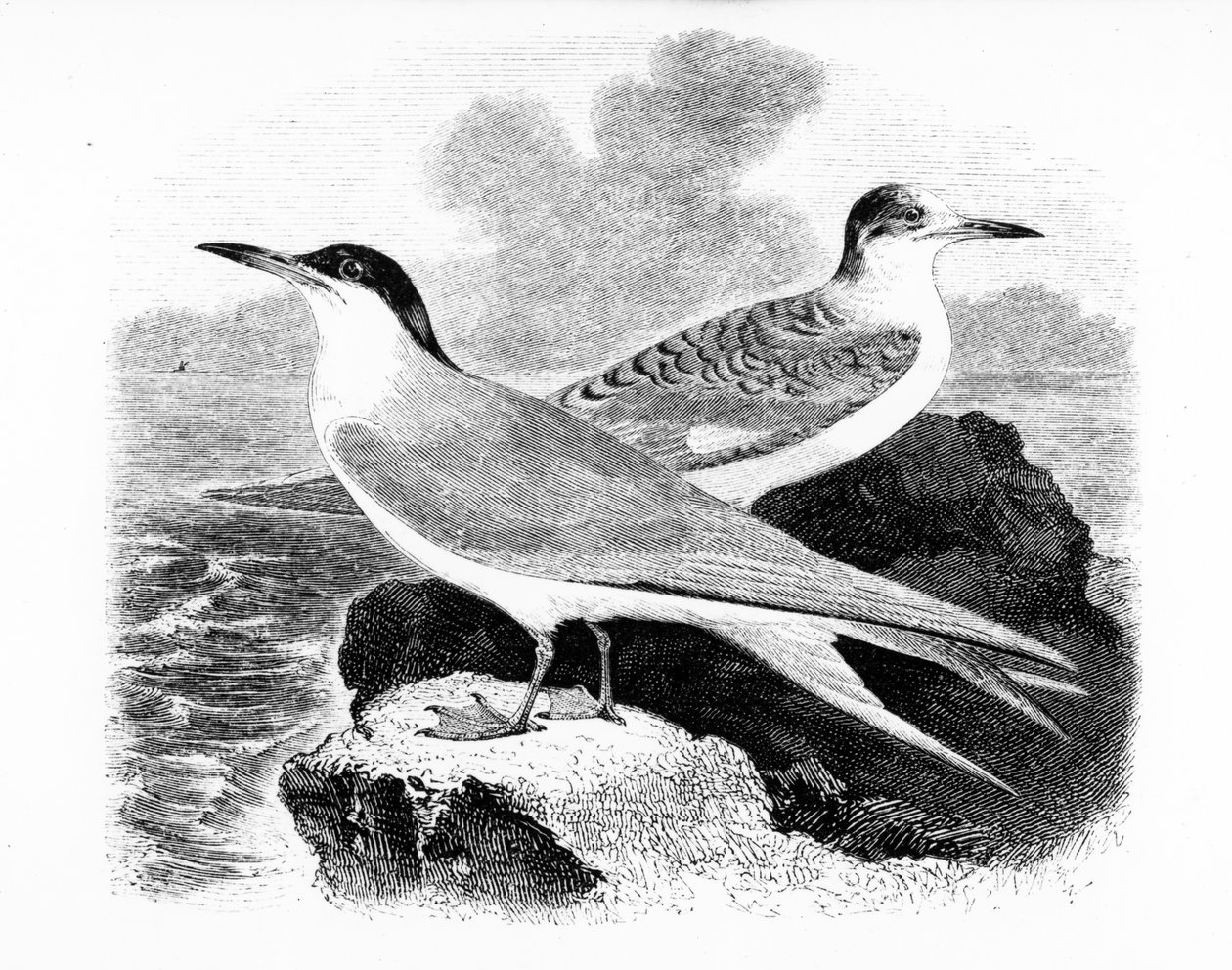 共通アジサシ、ウィリアムヤレルによる「英国の鳥の歴史」のイラスト、1843年に初公開 作： ウィリアム・ヤレル