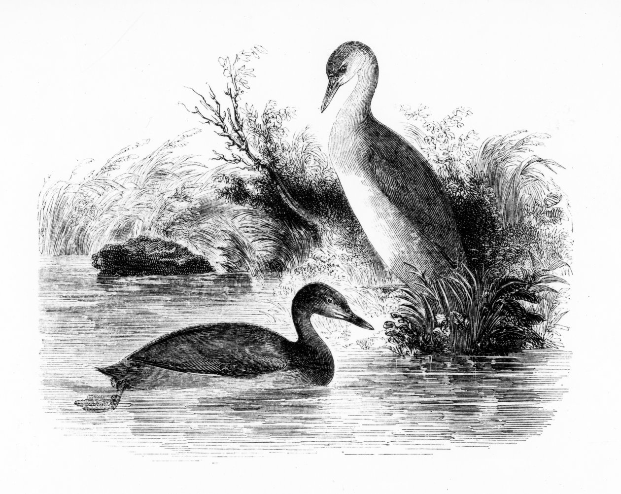 ウィリアムヤレルによる「英国の鳥の歴史」のリトルカイツブリ、またはダブチックのイラスト、1843年に初公開 作： ウィリアム・ヤレル