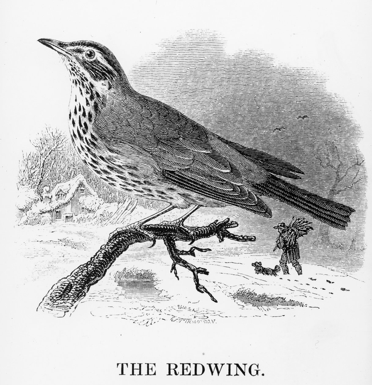 レッドウィング、ウィリアムヤレルによる「英国の鳥の歴史」のイラスト、1843年に初公開 作： ウィリアム・ヤレル