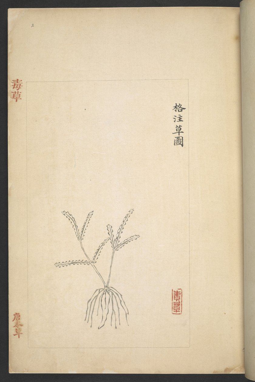 または 13347 B f.2r 「Du Cao (有毒植物)」の平面図 (紙にインクとカラー) 作： 呉起順