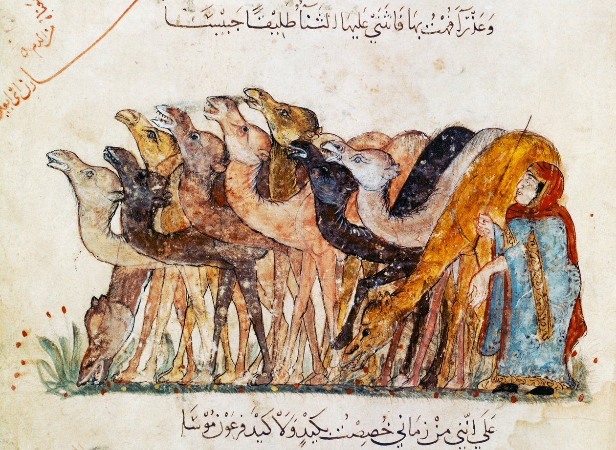 Ms Ar 5847 f.101、ラクダの群れ、アルハリリ作「Al Maqamat」（会議）、1240年頃（1689970も参照） 作： ヤヒヤ・イブン・マフムード・アル・ワシティ