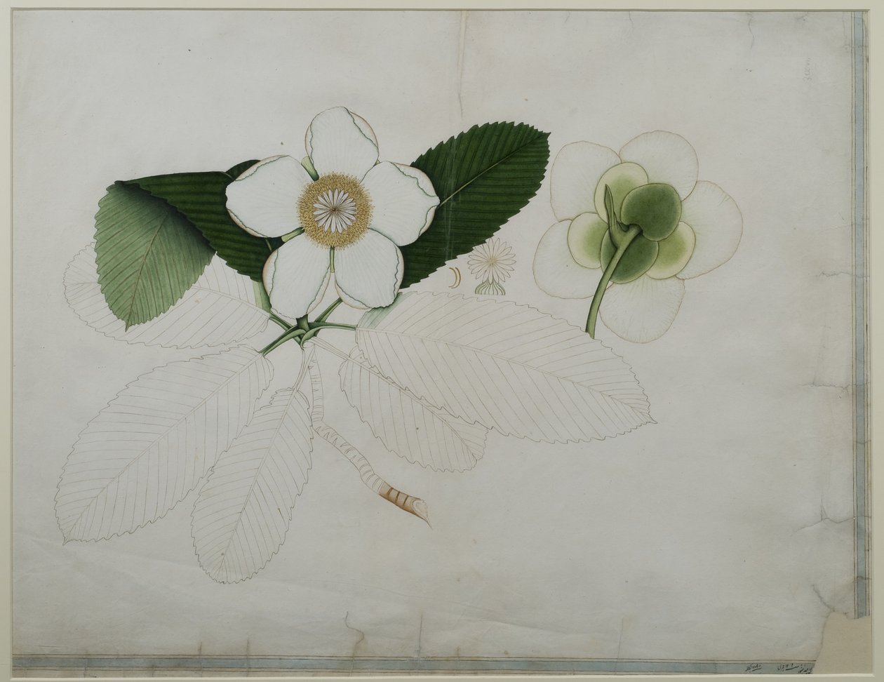 ディレニアインディカ、1787年（紙にトイレ） 作： ゼインアルディンゼインアルディン