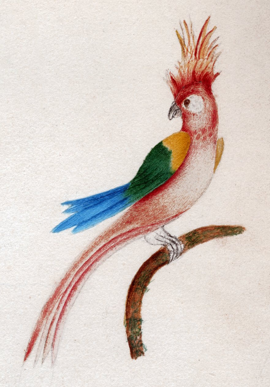 カンムリインコ 作： 。 。