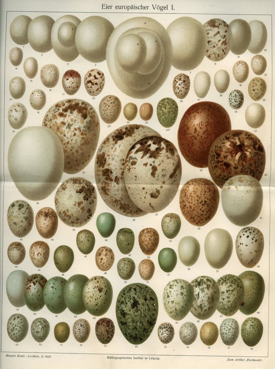 さまざまな鳥の卵を表現した自然科学のボード。図版は1904年の "Meyers Grosses Konversations - Lexikon "から引用。ライプツィヒとウィーンの書誌学研究所 作： フェルディナンド・ゲオルグ・ヴァルドミュラー