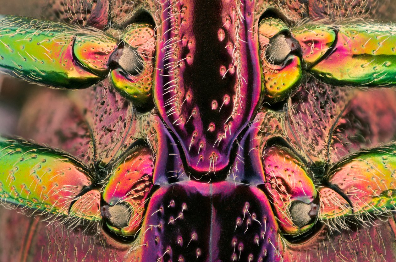 マダガスカルのPolybothris quadricollis。腹部のディテール（マクロフォトグラフィー 作： リチャード（後）パパ