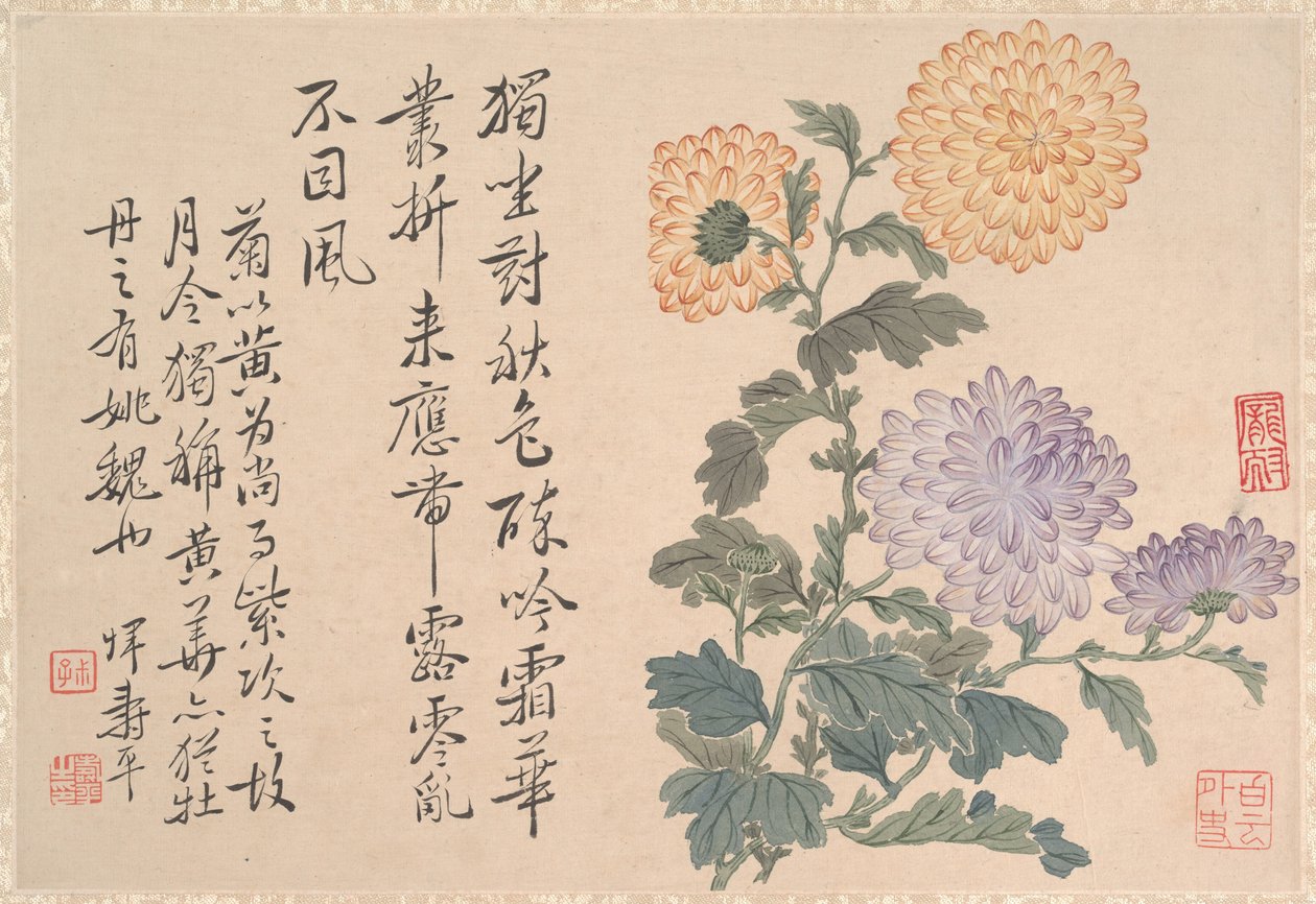 菊の花 作： 匿名