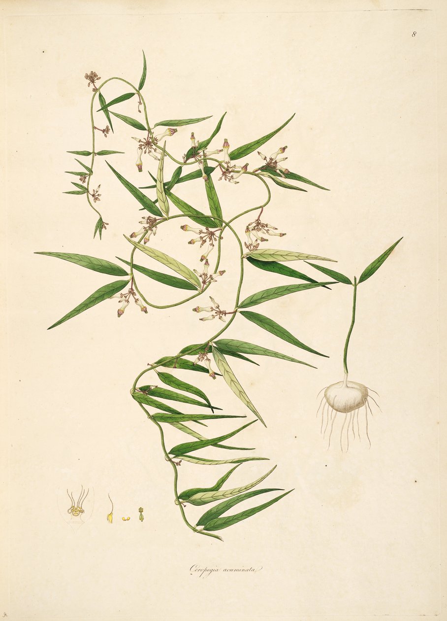 Ceropegia acuminata（= Ceropegia bulbosa）、キョウチクトウ科、Asclepiadoideaeのイラスト 作： 匿名