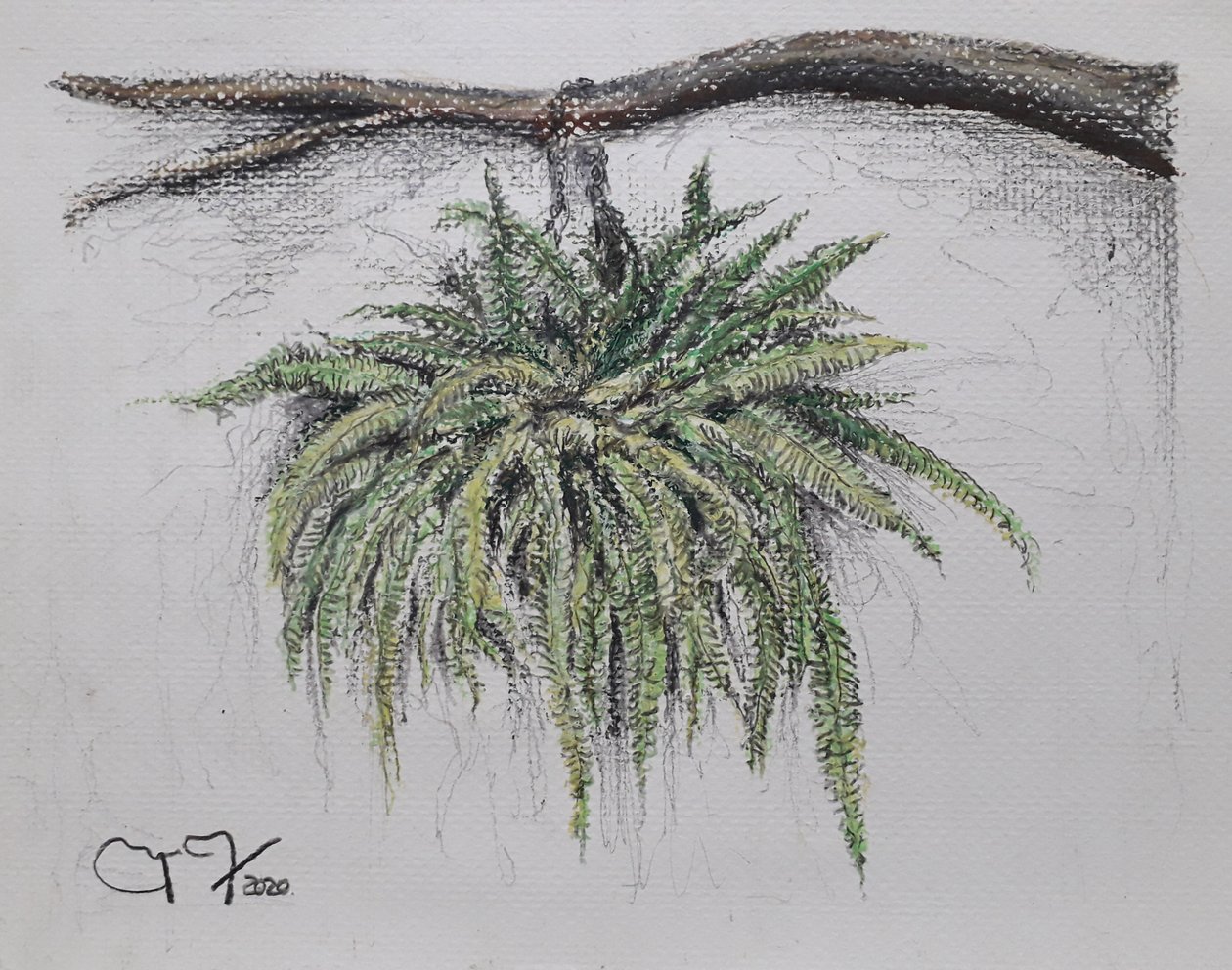 観賞用植物 - ヘレッチョ 作： miguelmendez_art.ve