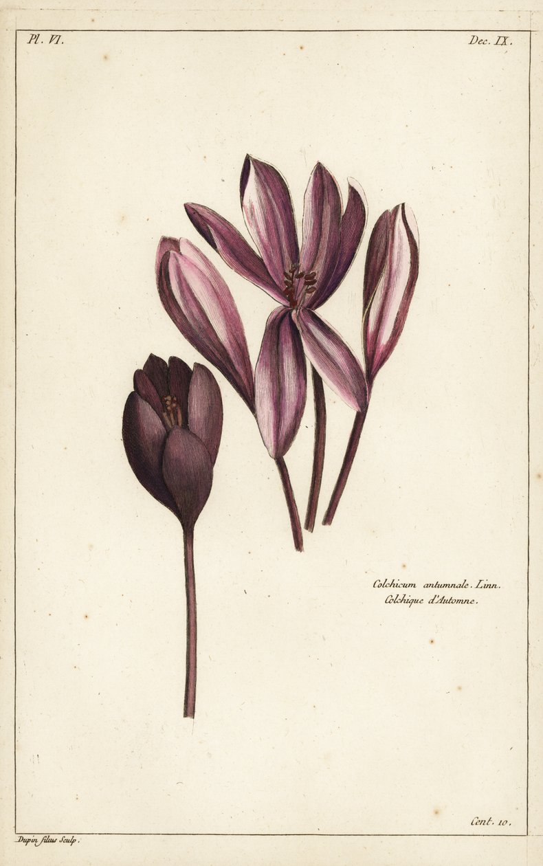 秋のクロッカス、メドウサフラン、ネイキッドレディ、Colchicum autumnale, Linn 作： 若いデュピン