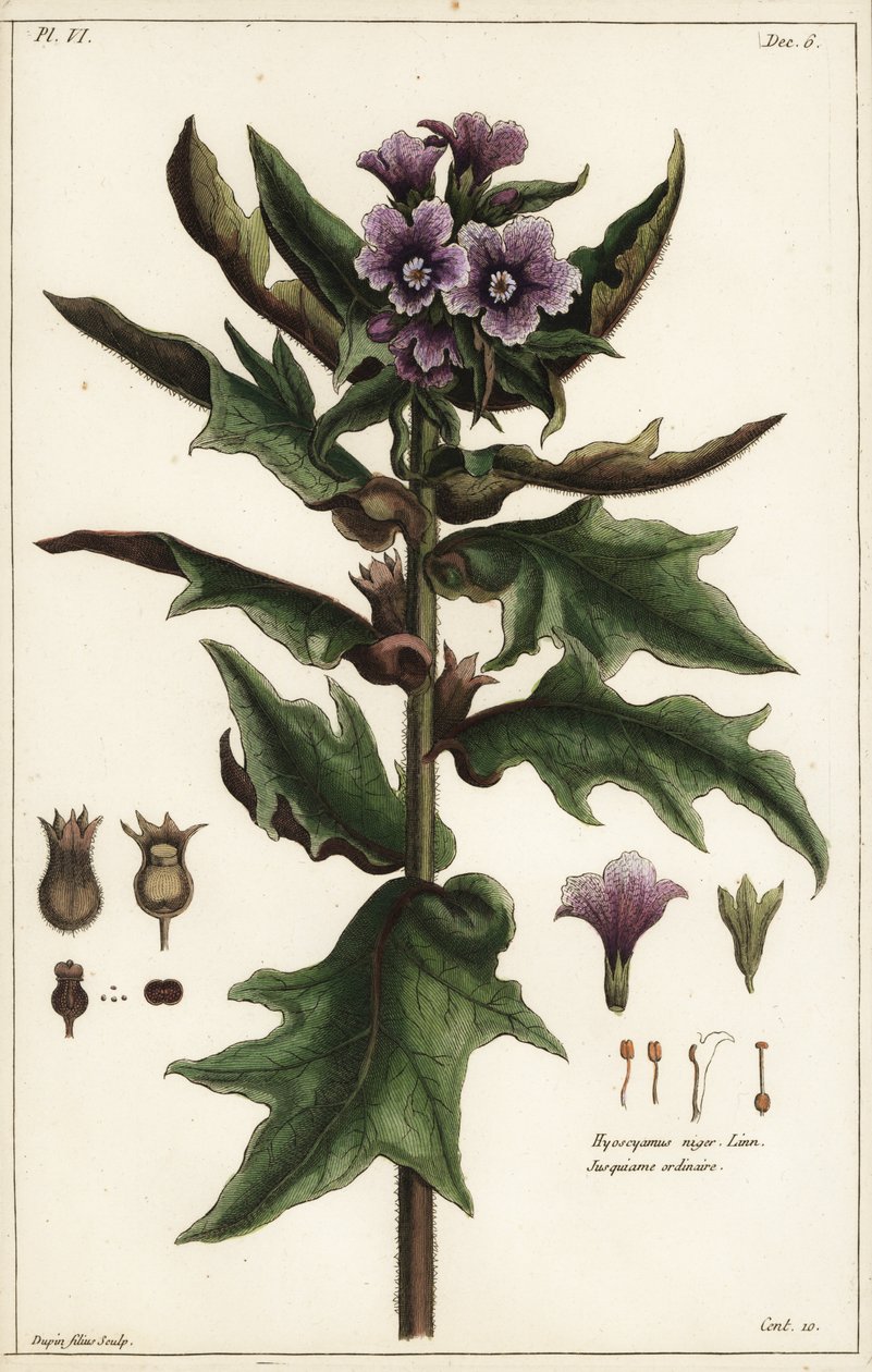 ブラック・ヘンベーン（Hyoscyamus niger Linn 作： 若いデュピン