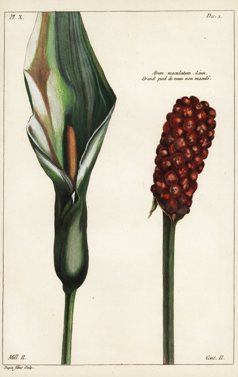Cuckoo-pint or wild arum, flower and fruit, Arum maculatum, Linn. 作： 若いデュピン