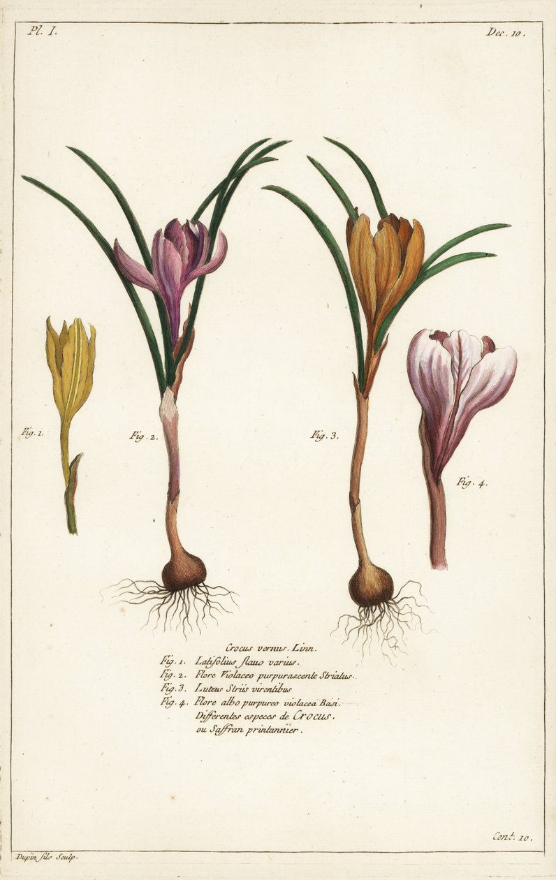 春のクロッカス（Crocus vernus, Linn）の様々な種 作： 若いデュピン