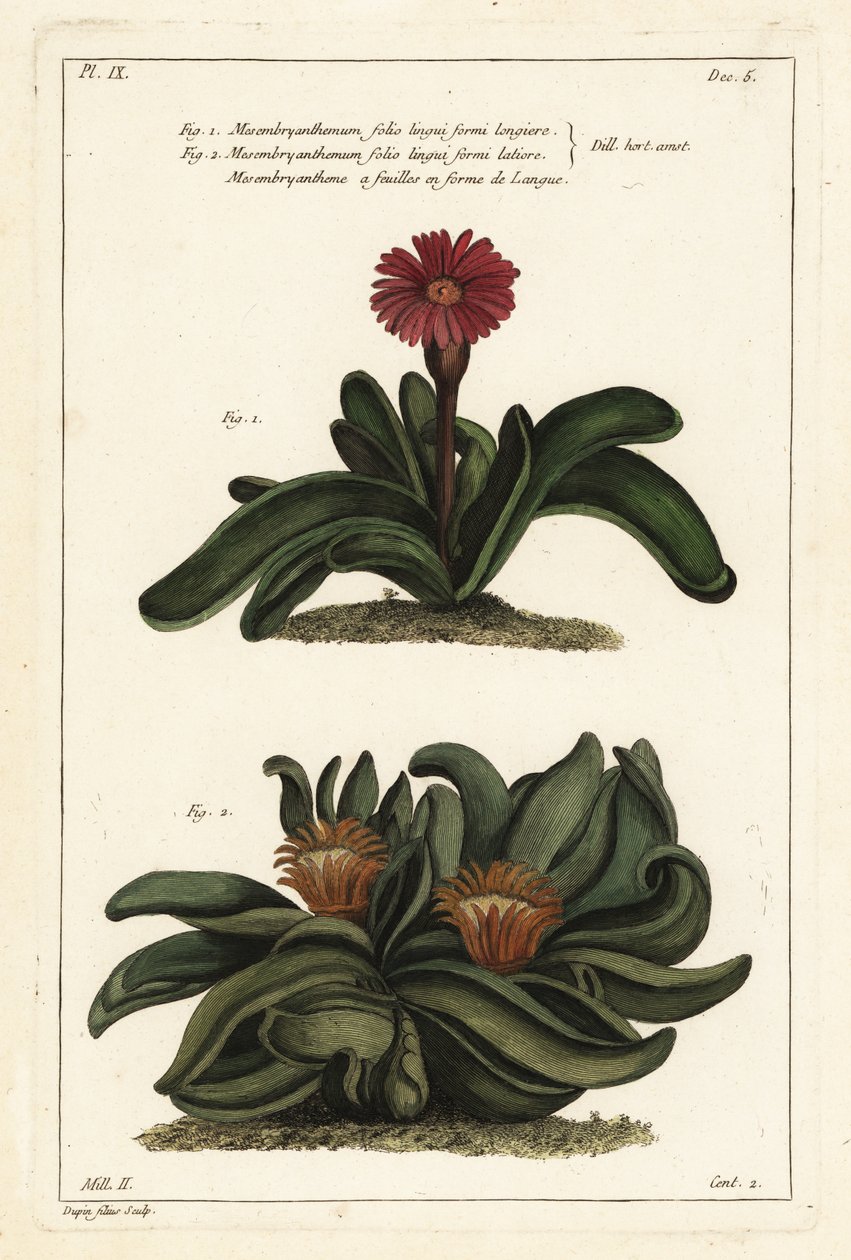 エルクホーンプラント（Rhombophyllum dolabriforme）（ハッチェットリーブドフィグマリーゴールド（Mesembryanthemum dolabriforme 作： 若いデュピン
