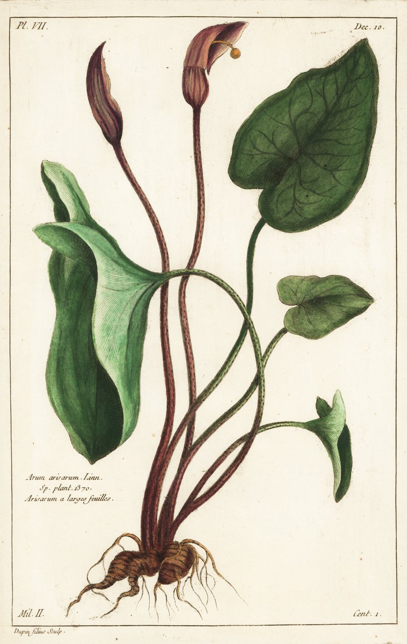 修道士のカウルまたはラルス（Arisarum vulgare 作： 若いデュピン