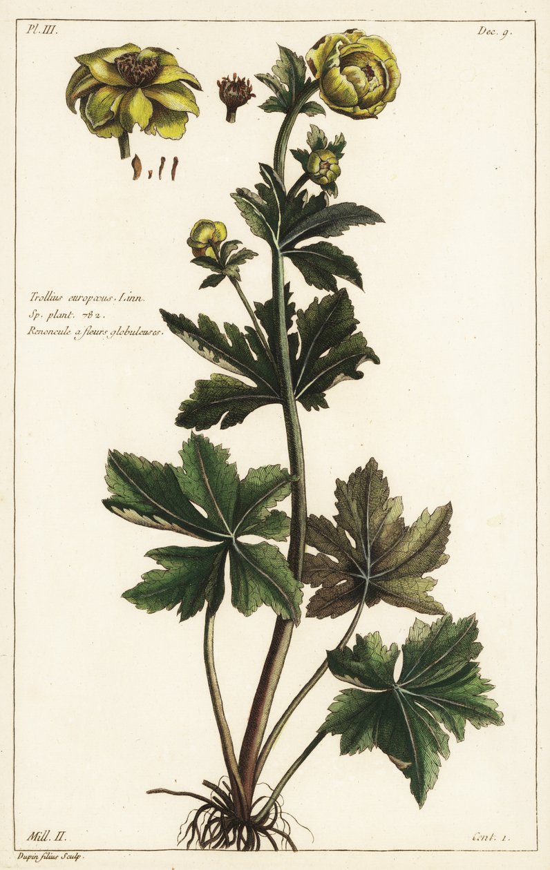 グローブフラワー(Trollius europaeus, Linn) 作： 若いデュピン