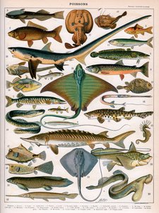 海の魚のイラスト、1905-10年頃（カラーリトグラフ 作： (after) Alillot