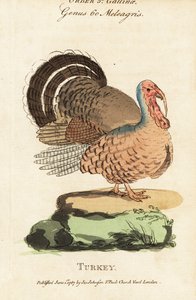 トルコ、Meleagris gallopavo