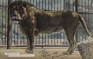 アフリカ ライオン、ロンドン動物園 (カラー写真) 作： (after) English photographer
