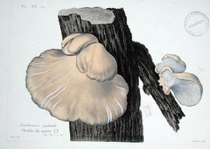 Dendrosarcos juglandis、J.H.Leveilleの「Iconographie des Champignons de J.J. Paulet」のプレート20、Renardの彫刻。 作： (after) Fossier