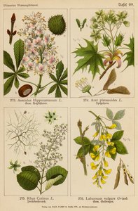 Aesculus Hippocastanum, Acer Platanoides, Rhus Cotinus, Laburnum Vulgare (カラーリトグラフ) 作： (after) German School