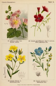 Althaea Rosea, Linum Grandiflorum, Linum Flavum, Linum Perenne (カラーリトグラフ) 作： (after) German School