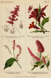 Amarantus Paniculatus, Celosia Argentea, Polygonum Orientale, Polygonum Sphaerostachyum, Polygonum Vacciniifolium (カラーリトグラフ) 作： (after) German School