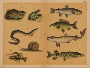 両生類、軟体動物、魚類（カラーリトグラフ） 作： (after) German School