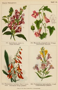 Antirrhinum Majus、Maurandia Semperflorens、Pentastemon Barbatus、Pentastemon Heterophyllus（カラーリトグラフ） 作： (after) German School